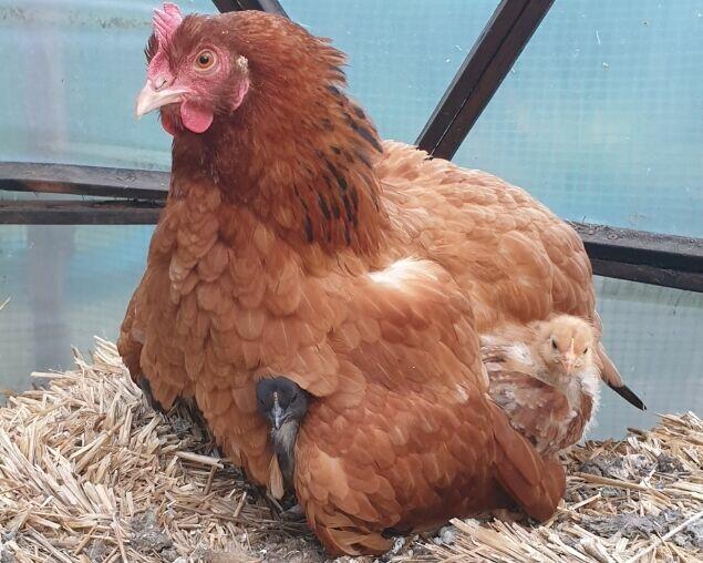 Usługi ogrodnicze - permakultura w Twoim ogrodzie