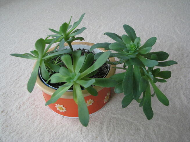 Aeonium – piękny sukulent na taras, do oranżerii lub mieszka