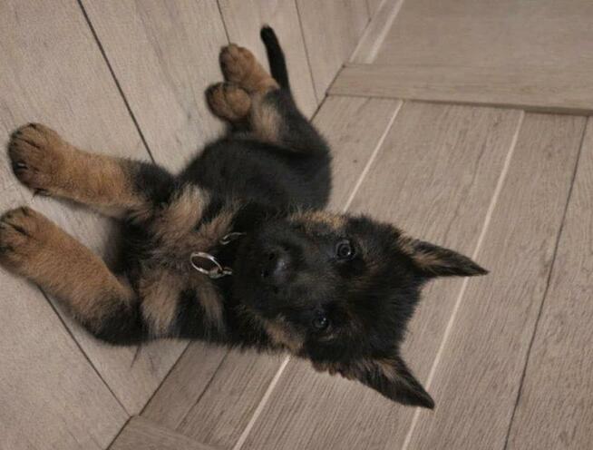 Owczarek Niemiecki szczenię