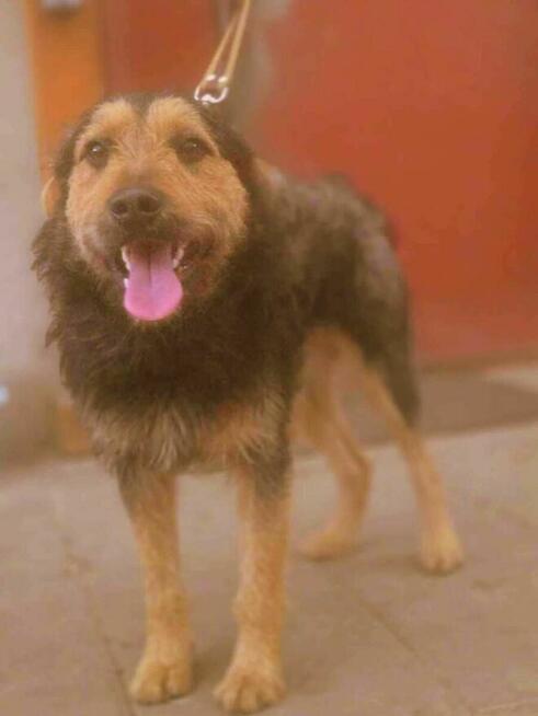 terier mix - Beri szuka domu -schronisko Zgierz -aktualne