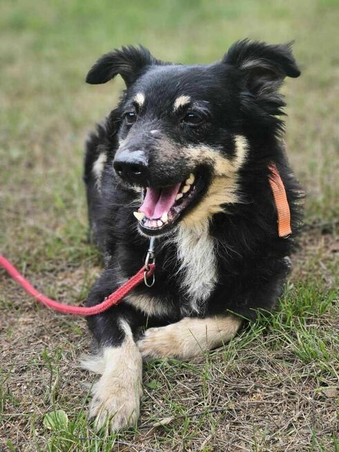 Ice Cream szuka domu -schronisko Zgierz-aktualne