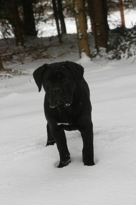Cane corso suczka