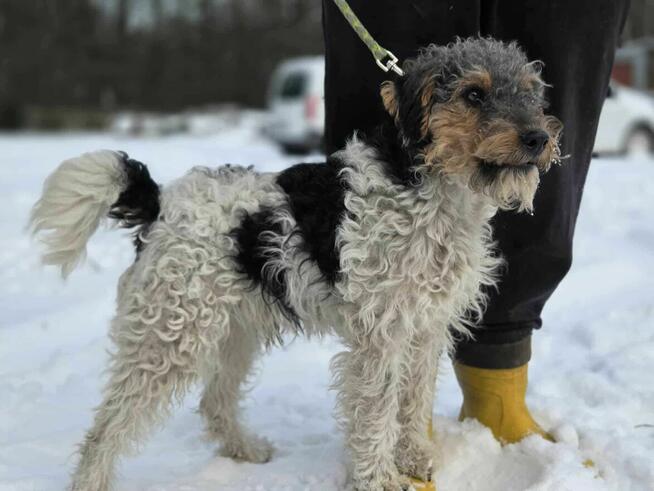 Foksterier szorstkowłosy schronisko Zgierz -aktualne