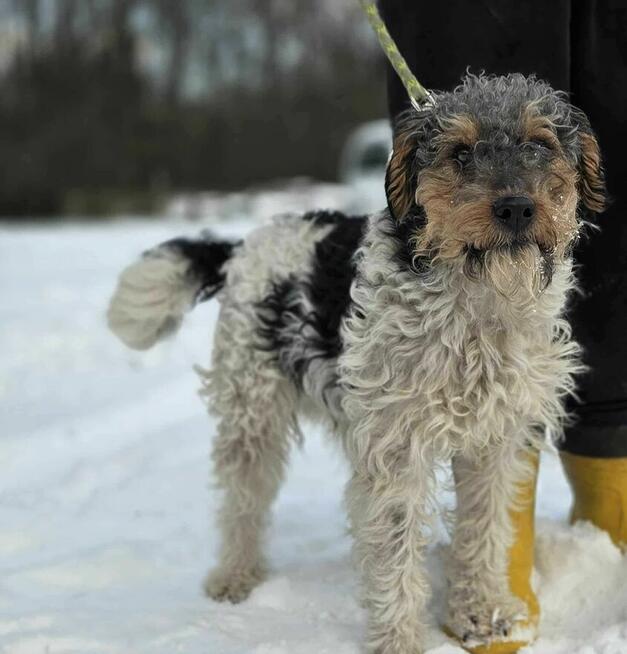 Foksterier szorstkowłosy schronisko Zgierz -aktualne