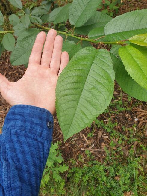 Usługi ogrodnicze - permakultura w Twoim ogrodzie