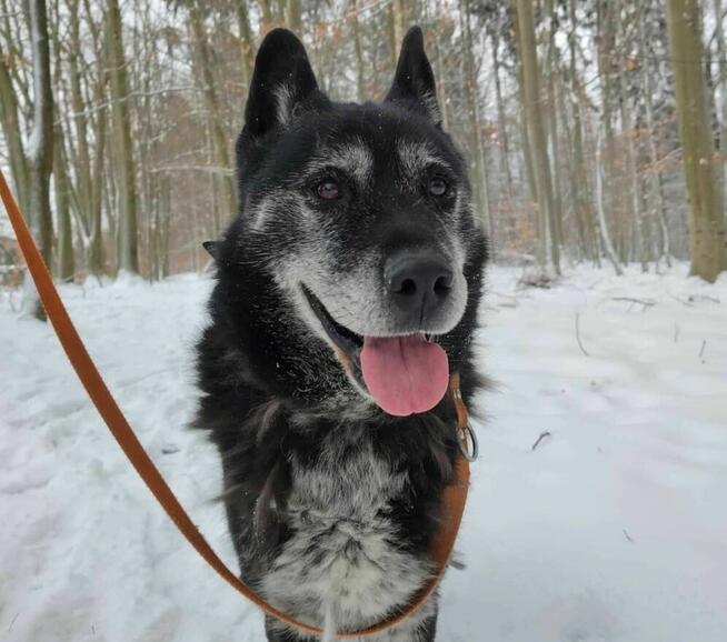 Bryś szuka domu schronisko Zgierz-aktualne