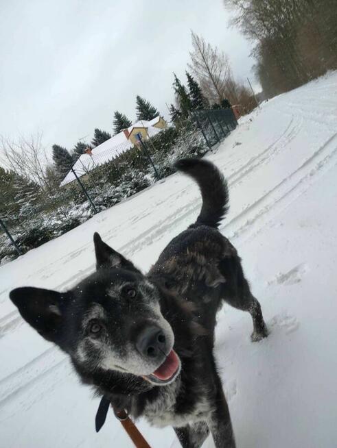 Bryś szuka domu schronisko Zgierz-aktualne