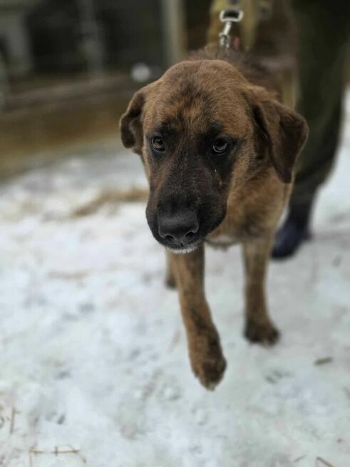 szczeniaki szukają domów -schronisko Zgierz -aktualne