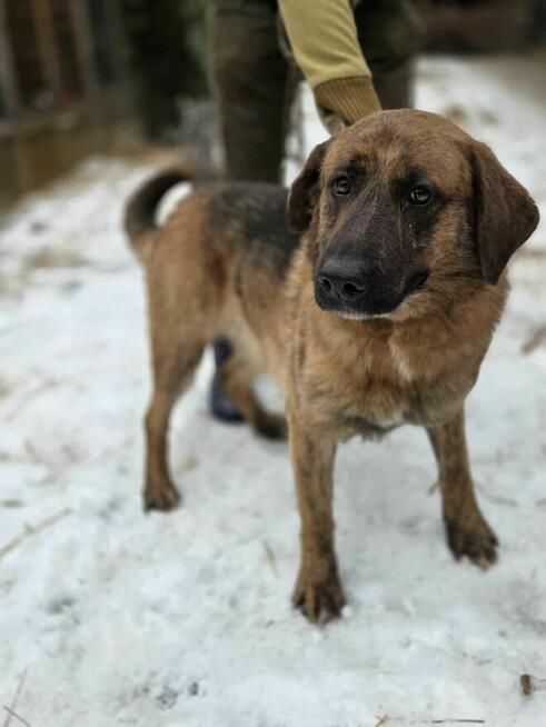 szczeniaki szukają domów -schronisko Zgierz -aktualne