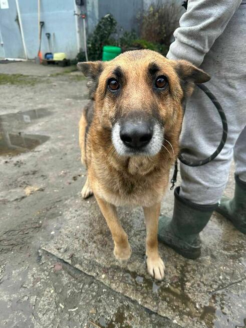 Owczarek niemiecki Butcher schronisko Zgierz -aktualne
