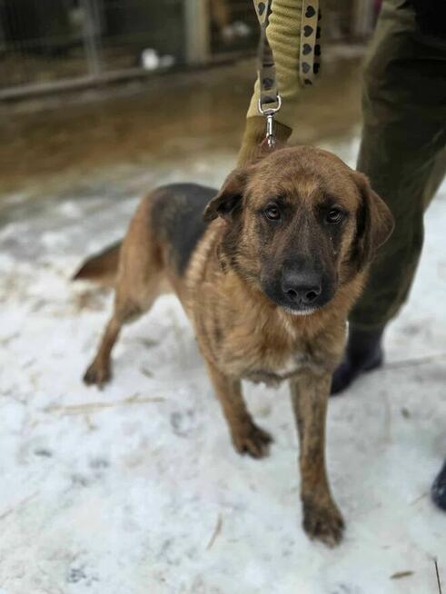 szczeniaki szukają domów -schronisko Zgierz -aktualne