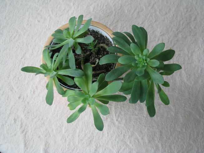 Aeonium – piękny sukulent na taras, do oranżerii lub mieszka