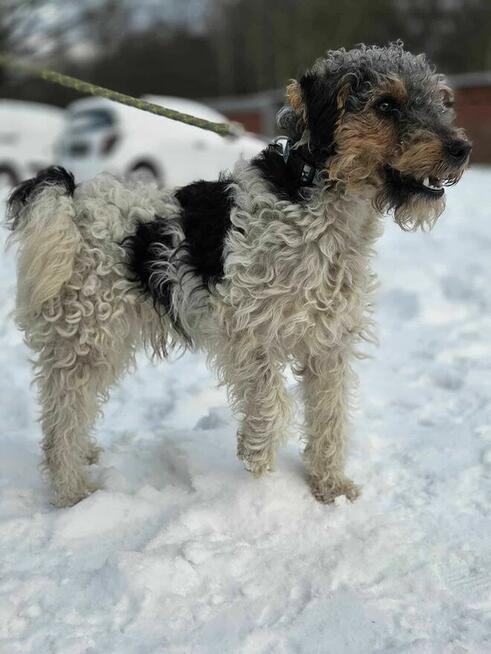 Foksterier szorstkowłosy schronisko Zgierz -aktualne