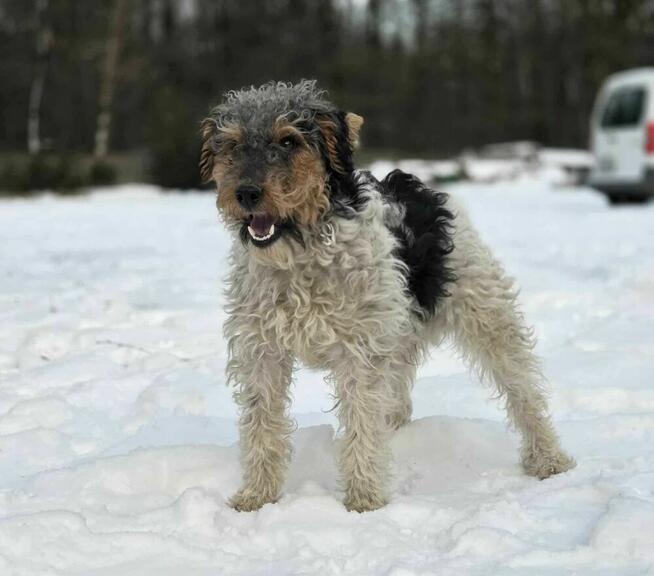 Foksterier szorstkowłosy schronisko Zgierz -aktualne