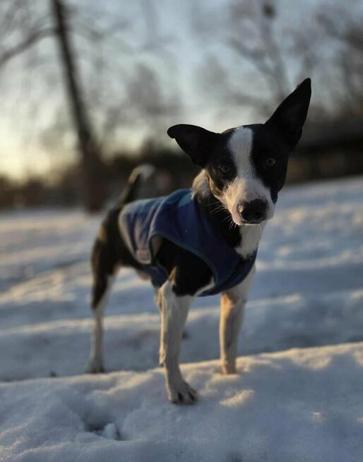 Wisiorek szuka domu -schronisko Zgierz-aktualne