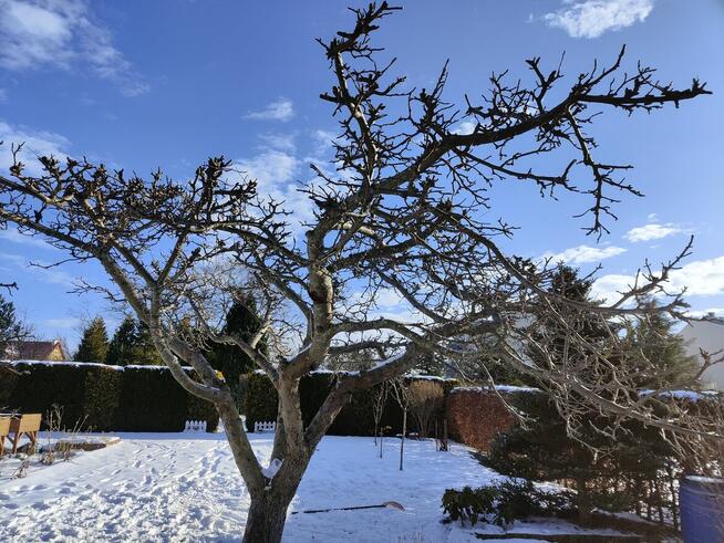 Cięcie zimowe drzew owocowych