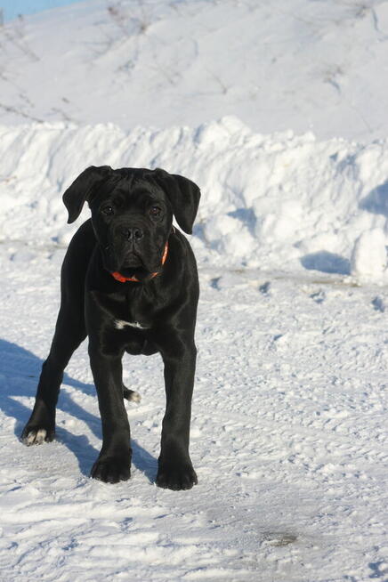 Cane corso suczka