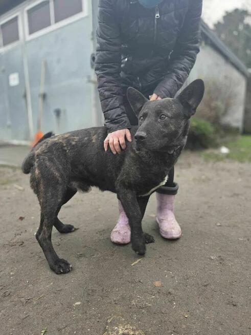 mix szuka domu -schronisko Zgierz -aktualne