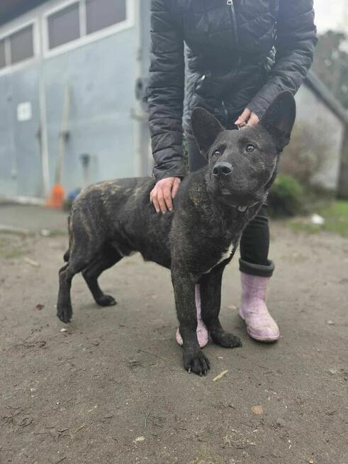 mix szuka domu -schronisko Zgierz -aktualne