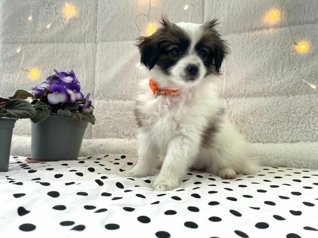 spaniel kontynentalny miniaturowy, phalene, nie papillon