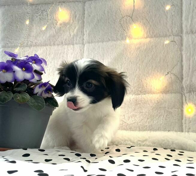 spaniel kontynentalny miniaturowy, phalene, nie papillon