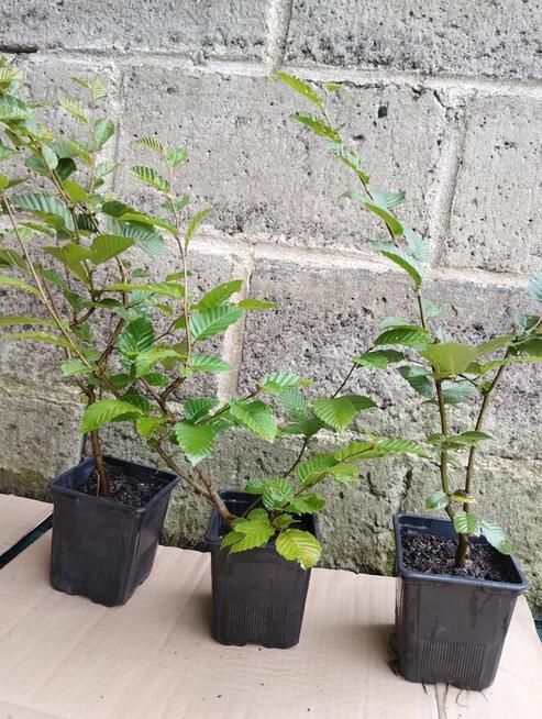Grab pospolity sadzonki w doniczkach Carpinus betulus