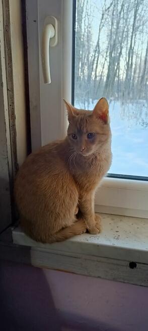 Oddam kotki za darmo.