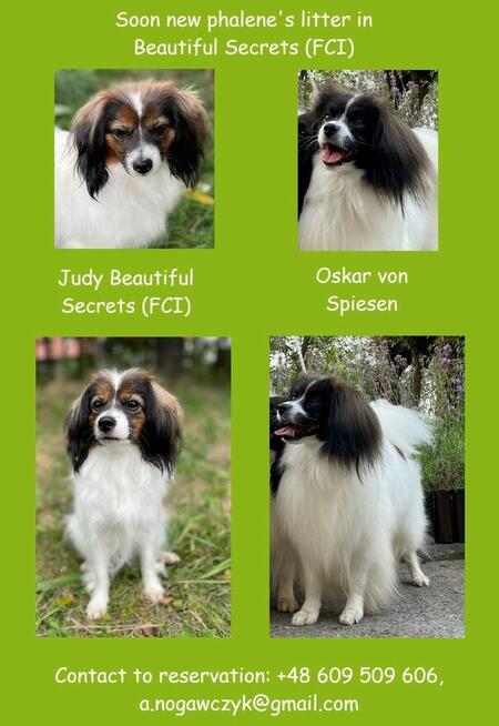 spaniel kontynentalny miniaturowy, phalene, nie papillon