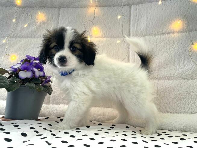 spaniel kontynentalny miniaturowy, phalene, nie papillon