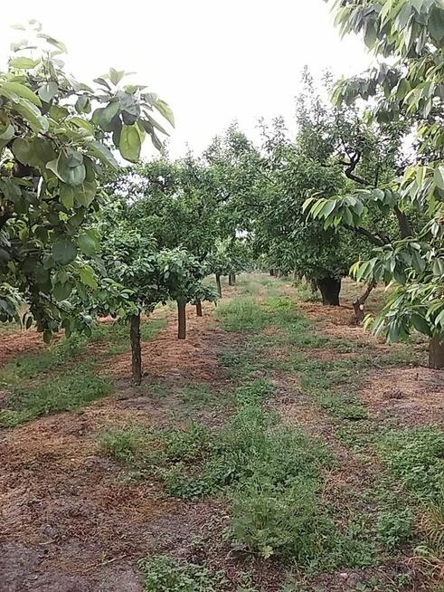 Sprzedam sad 1,8H Krępa/Tuliszków