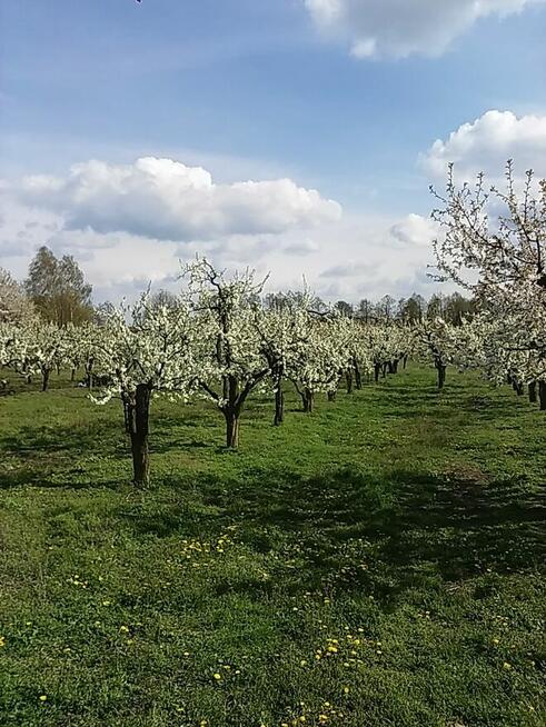 Sprzedam sad 1,8H Krępa/Tuliszków