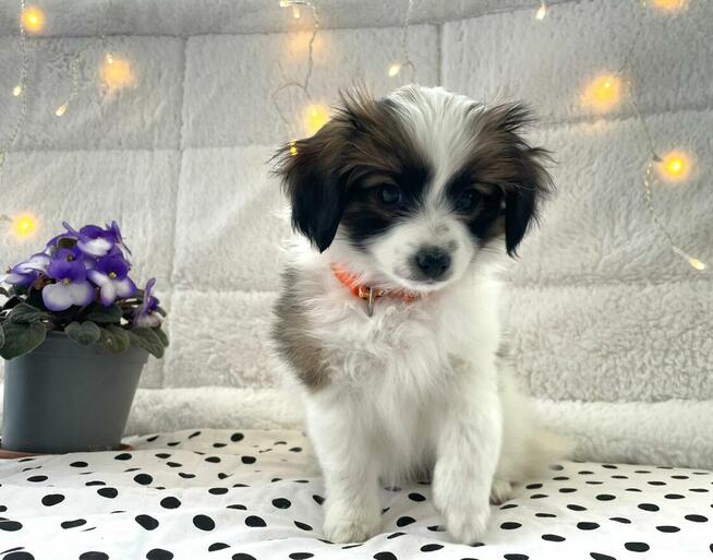 spaniel kontynentalny miniaturowy, phalene, nie papillon