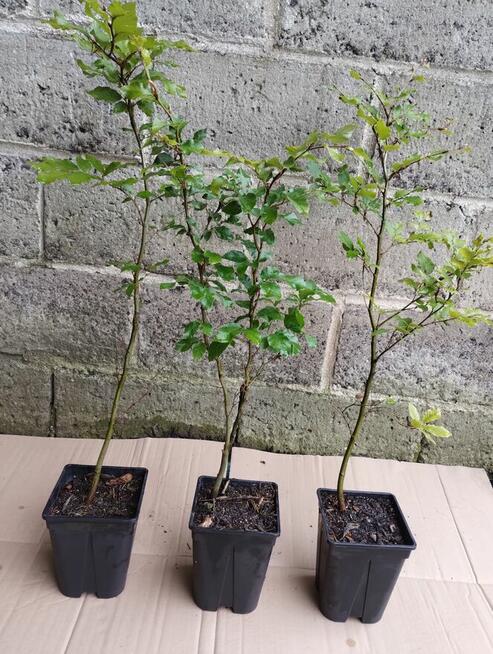 Buk zwyczajny sadzonki w doniczkach Fagus Sylvatica