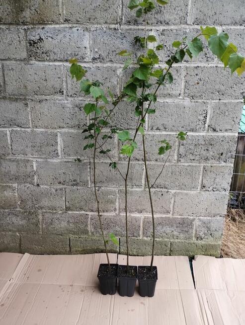 Lipa drobnolistna sadzonki w doniczkach Tilia cordata