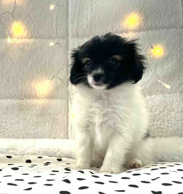 spaniel kontynentalny miniaturowy, phalene, nie papillon