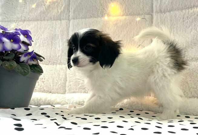spaniel kontynentalny miniaturowy, phalene, nie papillon