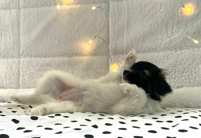 spaniel kontynentalny miniaturowy, phalene, nie papillon