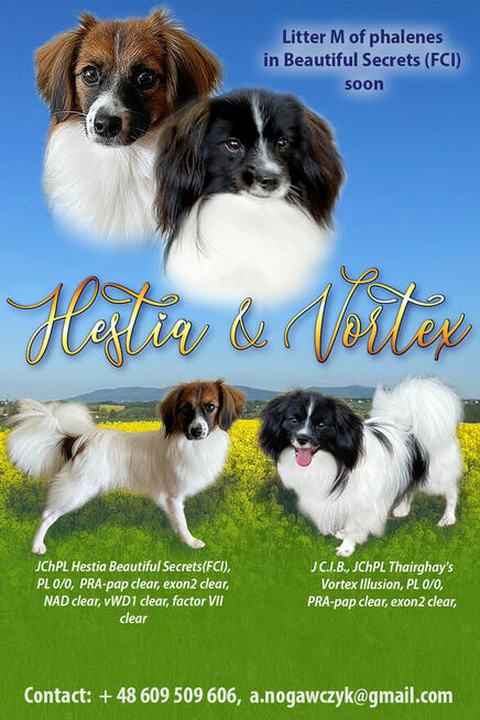 spaniel kontynentalny miniaturowy, phalene, nie papillon