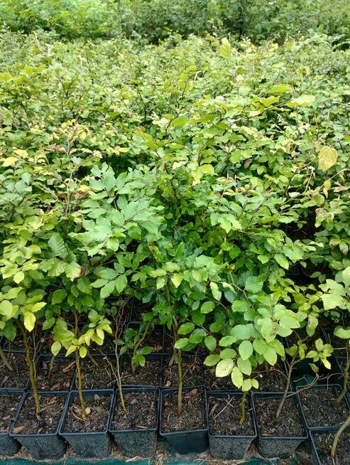 Buk zwyczajny sadzonki w doniczkach Fagus Sylvatica