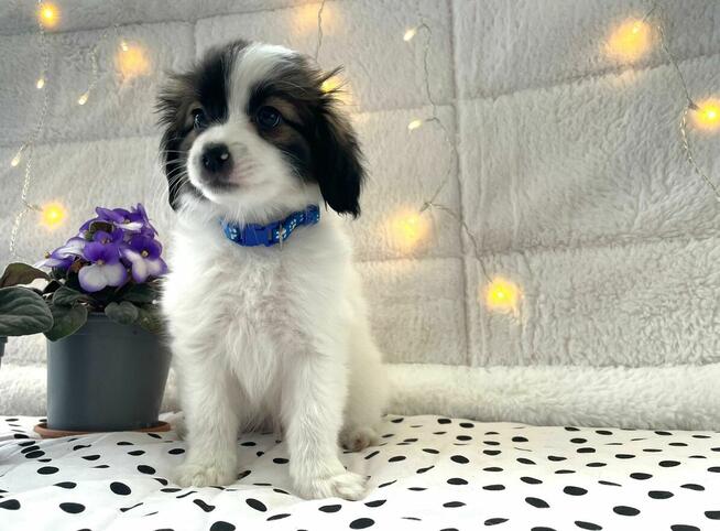 spaniel kontynentalny miniaturowy, phalene, nie papillon
