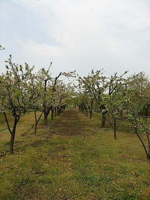Sprzedam sad 1,8H Krępa/Tuliszków