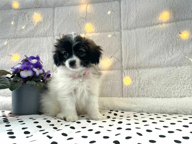 spaniel kontynentalny miniaturowy, phalene, nie papillon