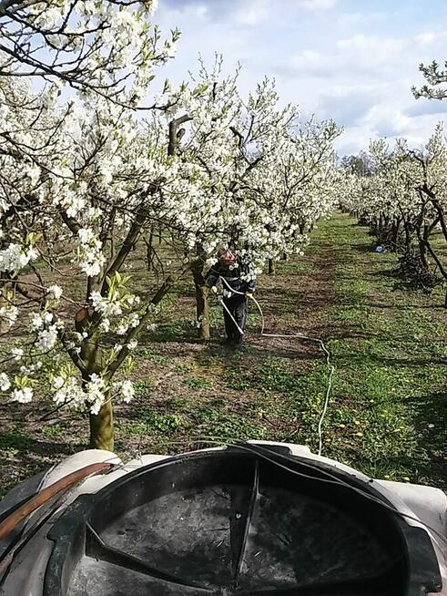 Sprzedam sad 1,8H Krępa/Tuliszków