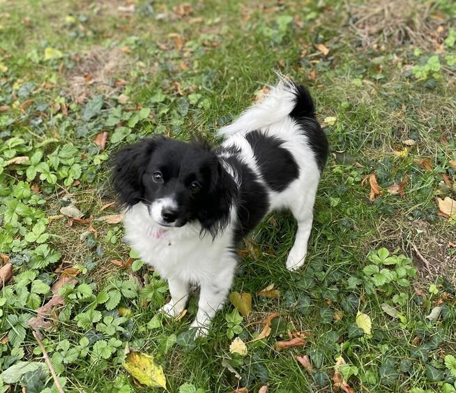 spaniel kontynentalny miniaturowy, phalene, nie papillon