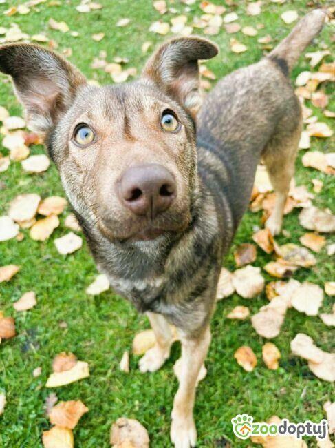 TOFIK - piękny psiak szuka PILNIE domu