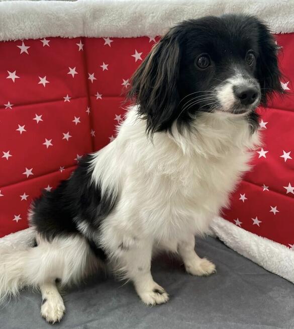 spaniel kontynentalny miniaturowy, phalene, nie papillon