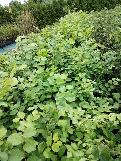 Wiąz szypułkowy sadzonki w doniczkach Ulmus laevis