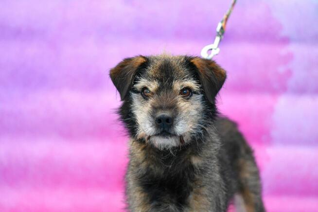 Uroczy Roni szuka rodzinki do pokochania!