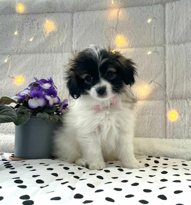 spaniel kontynentalny miniaturowy, phalene, nie papillon