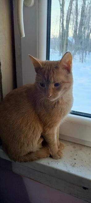 Oddam kotki za darmo.